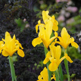 Hectarul - Ladita 370 bulbi HOLLANDICA IRIS Golden Beauty